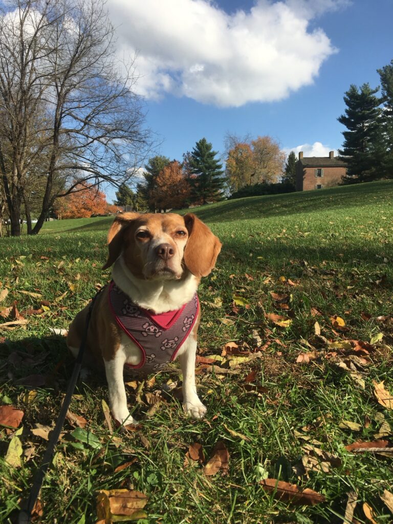 A cute dog sitting in a yard.